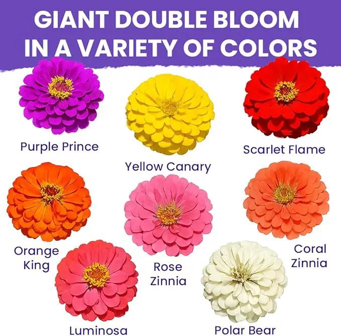 NatureZ Edge Zinnia Seeds for 2025 Planting Outdoors, Over 16,500 Flower Seeds, 1/4 lb, Non GMO Made in USA, Bulk Semillas De Flores para Sembrar, California Giants, Easy to Grow Zinnia Seed Mix by GreenHaven Gardens