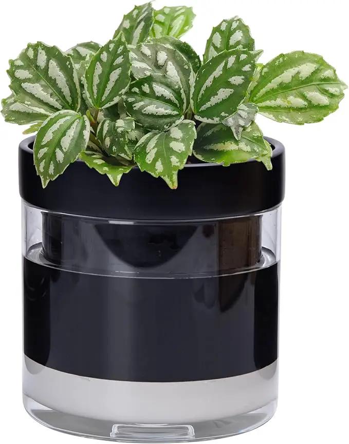 Phoenix Vine 6 Inch Self Watering Terracotta Planter, Black Terracotta Clay Pot with Glass Reservoir for Indoor Plants, Herbs, Flowers, Set of 1, 52-C-F-1 by GreenHaven Gardens