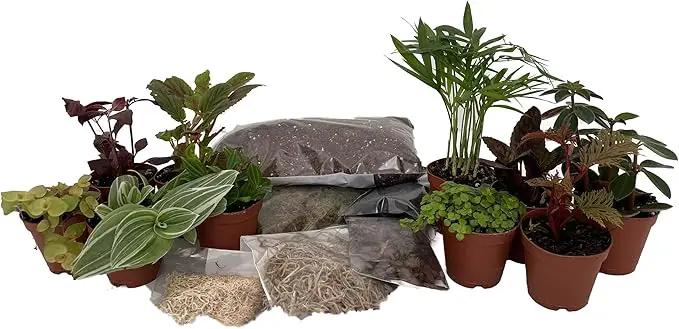 Hirt's Terrarium Kit with 10 Terrarium Plants in 2" Pots by GreenHaven Gardens