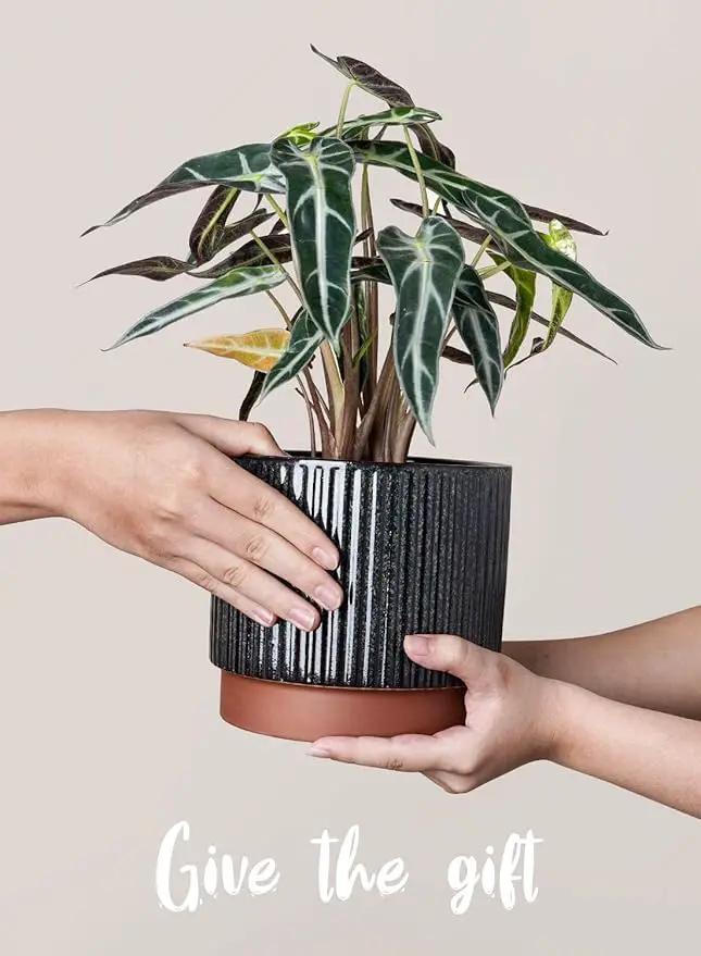 LE TAUCI Ceramic Plant Pots with Drainage Holes, Set of 3, 8+6.7+5.5 Inch Stripe Garden Planter Pots for Outdoor Indoor Plants Flower, Round Succulent Orchid Flower Pot, Reactive Glaze Black by GreenHaven Gardens