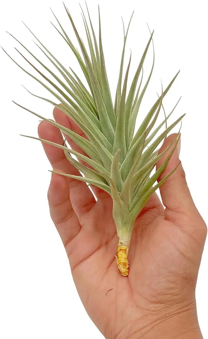 Air Plants - Flowering Tillandsia Lilla Lilac, Large 5" - 1ct - Live Arrival Gauranteed - House Plants for Home Decor & Gift by GreenHaven Gardens