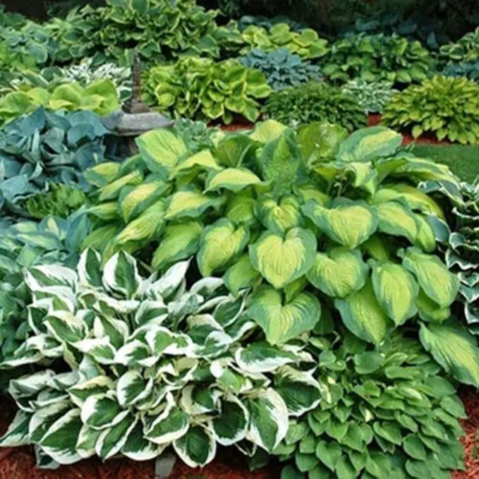 Amazing Deal - 24 Hosta Bare Roots Plants w/Planting Shovel - Mixed Heart-Shaped, Rich Green Foliage, Attracts Butterflies, Hummingbirds & Pollinators, Low Maintenance & Extremely Hardy - Zones 3–9 by GreenHaven Gardens