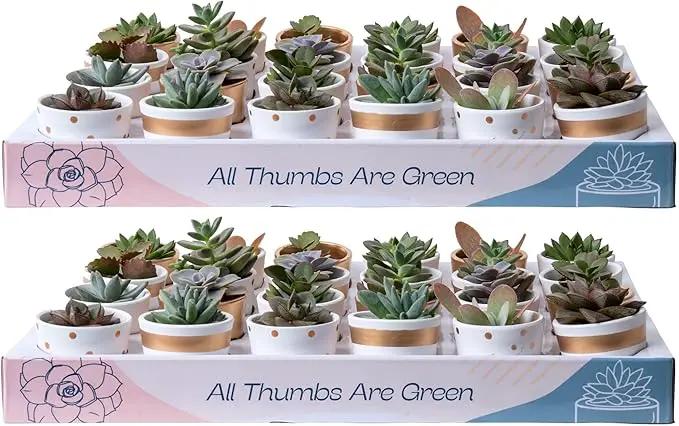Costa Farms Mini Succulents (48 Pack), Live Succulent Plants in Decor Pots, Indoor Houseplants in Potting Soil, Party Favor Gifts, Bulk Baby Shower, Bridesmaid, 2-Inches Tall by GreenHaven Gardens