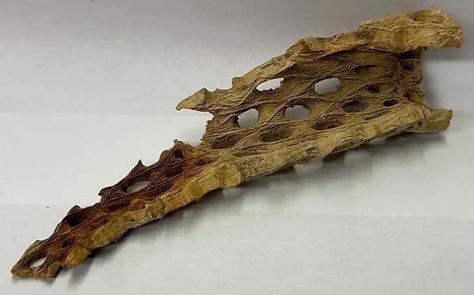 Natural Cholla Wood Chunk Air Plant Display Holders Individually Unique Decorative Stands Holder (Cholla Chunk) by GreenHaven Gardens