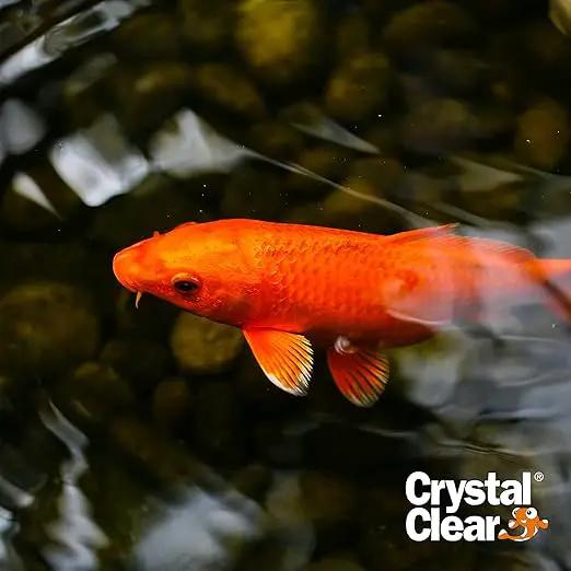 CrystalClear Algae D-Solv Pond Algae Control, Fast-Acting EPA Registered Algaecide, Use in Fountains & Outdoor Ponds Containing Koi & Other Fish, Treats 5,760 Gallons, 16 Ounces by GreenHaven Gardens