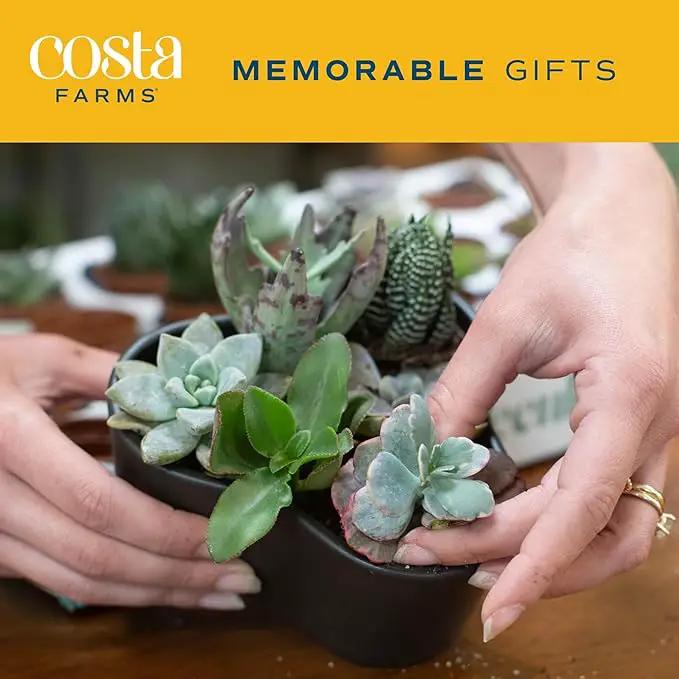 Costa Farms Succulents (25 Pack), Live Mini Succulent Plants, Grower's Choice Live House Plants, Potted in Nursery Plant Pots, Potting Soil Mix, Bulk Baby Shower, Bridal Shower Gift, DIY, Party Favors by GreenHaven Gardens