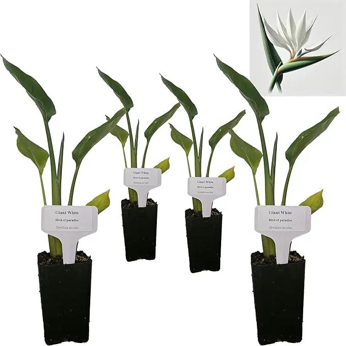 Bird of Paradise - White - Strelitzia Nicholai. (4 White BoP in Cup) by GreenHaven Gardens