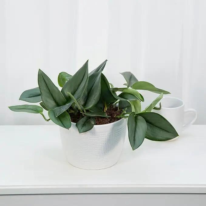 Premium Scindapsus Sterling Plant Potting Mix - Crafted for Luxurious Growth and Stunning Variegation - 1 Quart by GreenHaven Gardens