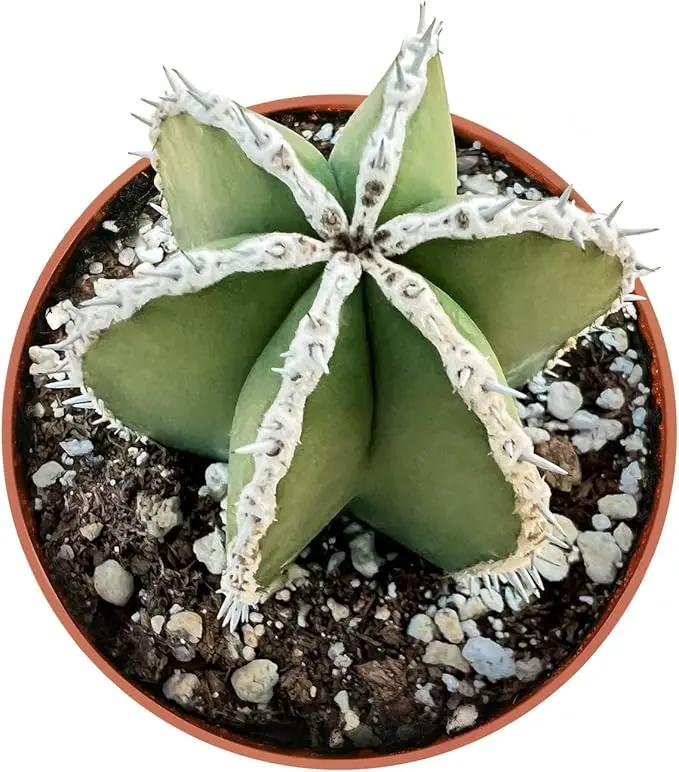 Live Succulents Mexican Fence Post Cactus (4-inch), Succulent Plants Fully Rooted in Pots with Soil, Easy-Care House Plant for DIY, Home Office Decor, Wedding Party Favor by GreenHaven Gardens