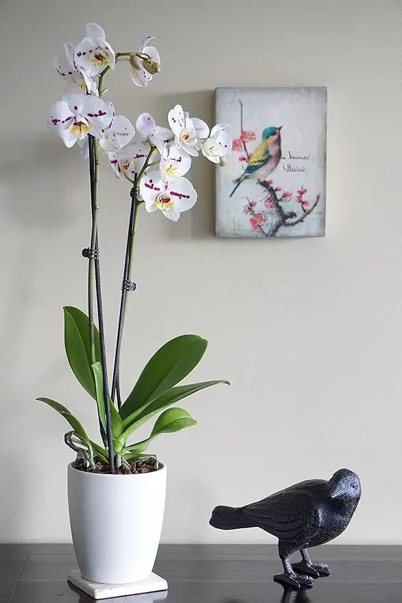 NACH Cast Iron Crow Statue, Head to Side Raven, Large Garden Statues, Crow Garden Sculpture, Bird Figurines Home Decor, Crow Decor, Raven Decor, Black Bird Statue, 4 x 11 x 6.5 inches, JS-90-7115 by GreenHaven Gardens