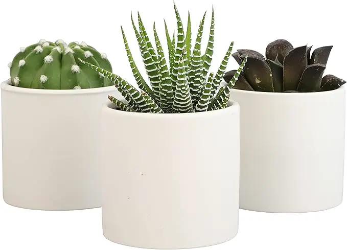 Plants for Pets Live Low Light House Plants in Ceramic Succulent Pots (3 Pack), Gasteria Succulent Plant and Cactus Plants Live with Potting Soil, Haworthia Succulents for Indoor Growing Home Décor by GreenHaven Gardens