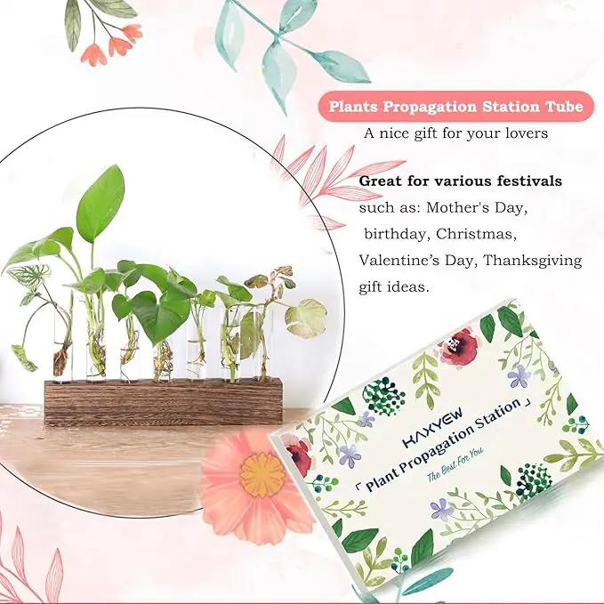 KAXYEW Desktop Glass Plant Propagation Station Test Tube Plant Terrarium in Wooden Stand for Hydroponic Plants Cutting Office Home Decoration by GreenHaven Gardens