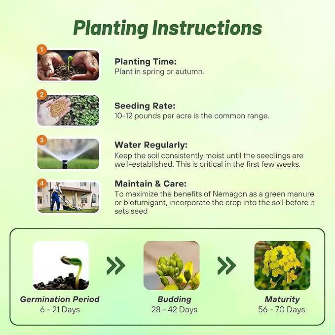 Outsidepride White Mustard Seeds for Planting - 50 lb Annual Cover Crop Seeds w/Deep Root System, High Protein Forage, Ideal for Soil Fertility, Crop Rotations, & Livestock Nutrition by GreenHaven Gardens