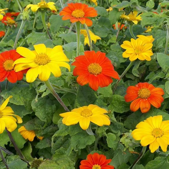 Outsidepride Mexican Sunflower Seeds Mix - 1000 Pcs Annual, Easy-to-Grow, Mixed Tithonia Speciosa Flower Seeds w/Drought-Tolerant Blooms for Pollinator Gardens & Vibrant Summer Landscaping by GreenHaven Gardens