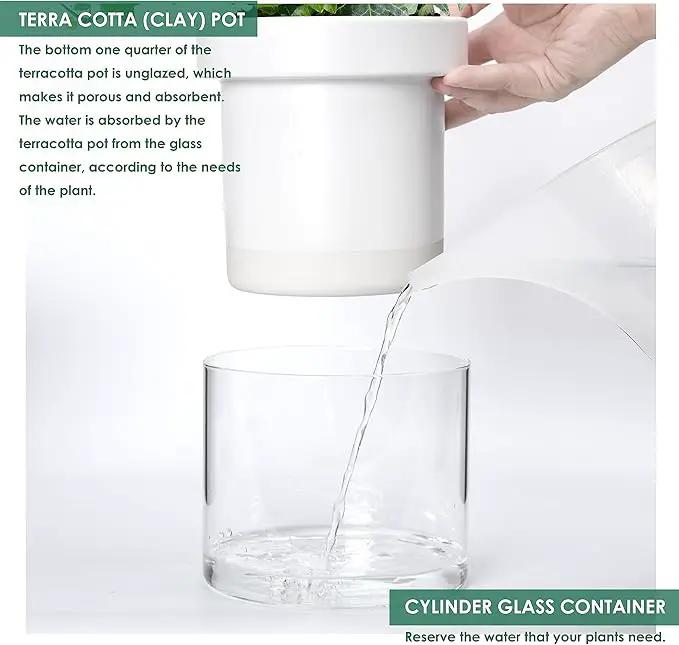 Phoenix Vine 6 Inch Self Watering Planter, White Terracotta Clay Pot with Glass Reservoir for Indoor Plants, Herbs, Flowers, Set of 1, 52-B-F-1 by GreenHaven Gardens
