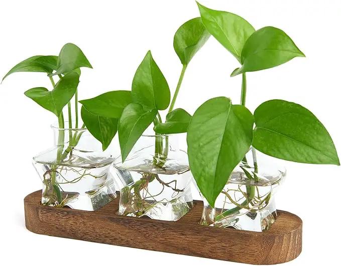 XXXFLOWER Plant Propagation Station with Wooden Stand，Air Plant Terrarium Starter Kits Star Vases for Flowers Plant Cutting Rooting Pots Indoor Hydroponic Glass Planter for Plant Lovers,3 Jars by GreenHaven Gardens