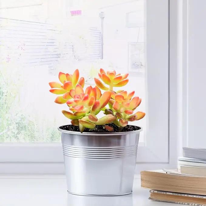 2" Live Succulent 'Sedum adolphii Shooting Stars', Rare Succulent Plants Fully Rooted in Pots, Unique House Plant for DIY, Party Favor, Home Office Decoration by GreenHaven Gardens