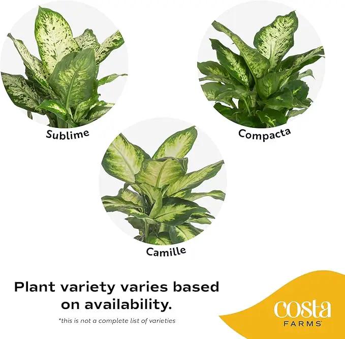 Costa Farms Dieffenbachia, Live Indoor Plant in Décor Plant Pot, Potted Houseplant in Potting Soil Mix, Real Plants Gift for Mom, Dad, 12-14 Inches Tall by GreenHaven Gardens