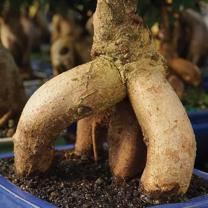 Brussel's Bonsai Live Ginseng Grafted Ficus Indoor Bonsai Tree - Small, 4 Years, 6 to 8 In - Live Bonsai Tree in Ceramic Bonsai Pot and Humidity Tray by GreenHaven Gardens