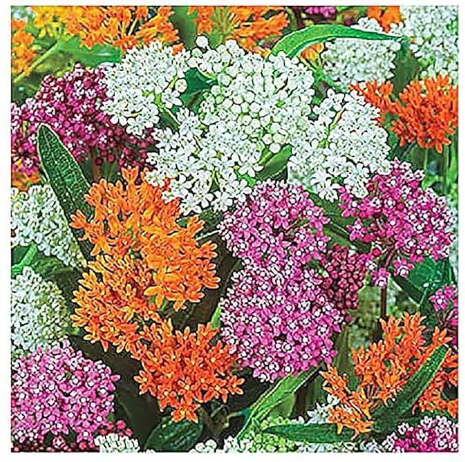 Blood Flower Milkweed Seeds - Food and Host Plant for Monarch Butterflies… by GreenHaven Gardens