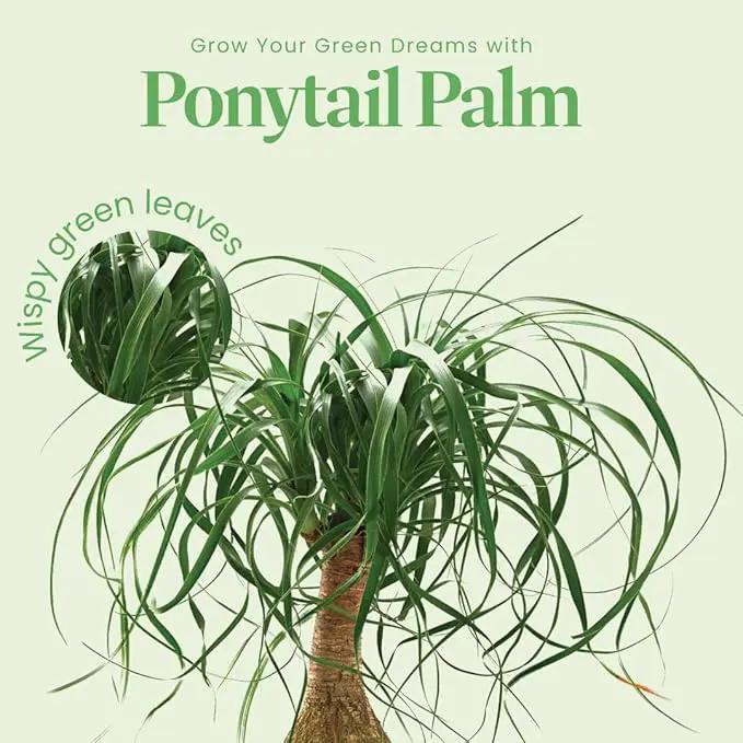 American Plant Exchange Ponytail Palm – 10-Inch Pot – Live Large Bonsai Plant, Pet Safe Indoor Tree, Easy Care Air Purifying Houseplant for Home, Office, or Gift Decor by GreenHaven Gardens