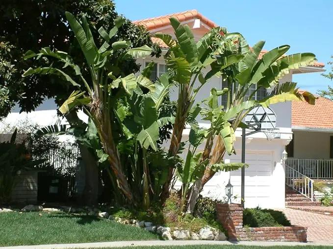 Bird of Paradise - White - Strelitzia Nicholai. (2 White BoP in Cup) by GreenHaven Gardens
