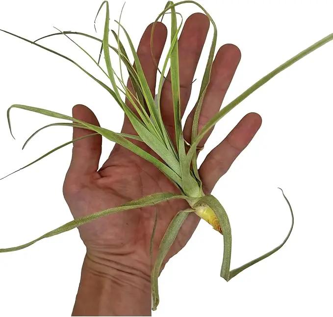 Air Plants - Tillandsia Straminea Jumbo 6-9" - 5ct - Live Arrival Guaranteed - House Plants for Home Decor & Gift by GreenHaven Gardens