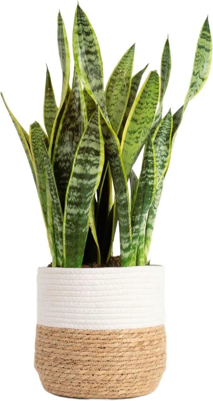 Costa Farms Live Snake Plant, Sansevieria, Easy Care House Plant in Modern Decor Pot, Houseplant in Potting Soil Mix, Succulent Plant Gift for Housewarming, Office and Home Decor, 2-3 Feet Tall by GreenHaven Gardens