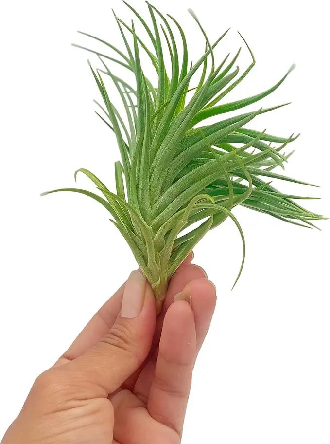 Air Plants - Flowering Tillandsia Pink Paske Large 5" - 3ct - Live Arrival Guaranteed - House Plants for Home Decor & Gift by GreenHaven Gardens