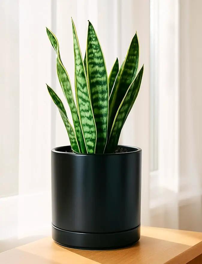 D'vine Dev 8 Inch Ceramic Planter Pot with Drainage Hole and Saucer, Indoor Cylinder Round Planter Pot, Black, 94-O-D-2 by GreenHaven Gardens