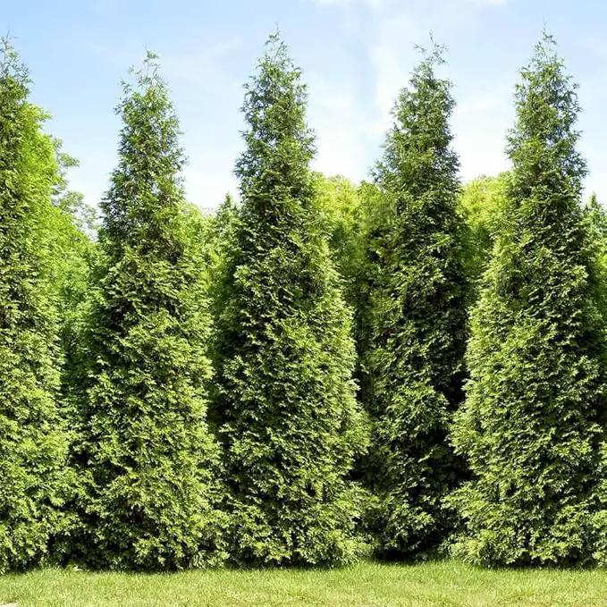 Brighter Blooms - Junior Giant Thuja Tree, 1-2 ft. - No Shipping to AZ by GreenHaven Gardens