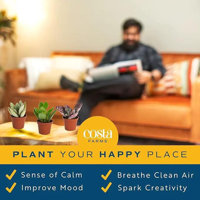 Costa Farms Succulents (6 Pack), Live Mini Succulent Plants, Grower's Choice Live Houseplants, Potted in Nursery Plant Pots, Potting Soil, Gift for Bulk Baby Shower, Bridal Shower, DIY Room Decor by GreenHaven Gardens