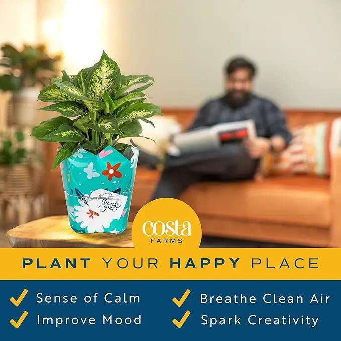 Costa Farms Dieffenbachia, Live Indoor Plant in Thank You Gift Wrap Planter, Potted Houseplant in Potting Soil Mix, Housewarming, Birthday Gift, 12-14 Inches Tall by GreenHaven Gardens
