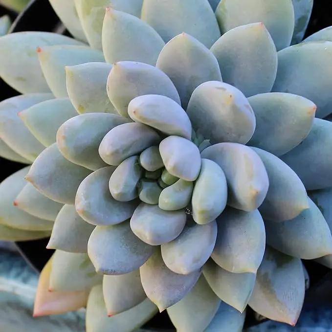 Altman Plants, Live Succulents Plants Live Houseplants (6PK), Succulents Live Plants Live House Plants Indoors Live, Live Cactus Plants Live Cacti Succulent Plants Live Indoor Plants Live Houseplants by GreenHaven Gardens