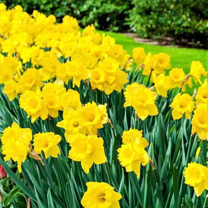 50 Yellow Daffodil Bulbs for Planting - Dutch Master Value Bag - Plant in Gardens, Borders & Flowerbeds - Bulb Size 10/12 cm - Easy to Grow Fall Flowers Bulbs by Willard & May by GreenHaven Gardens