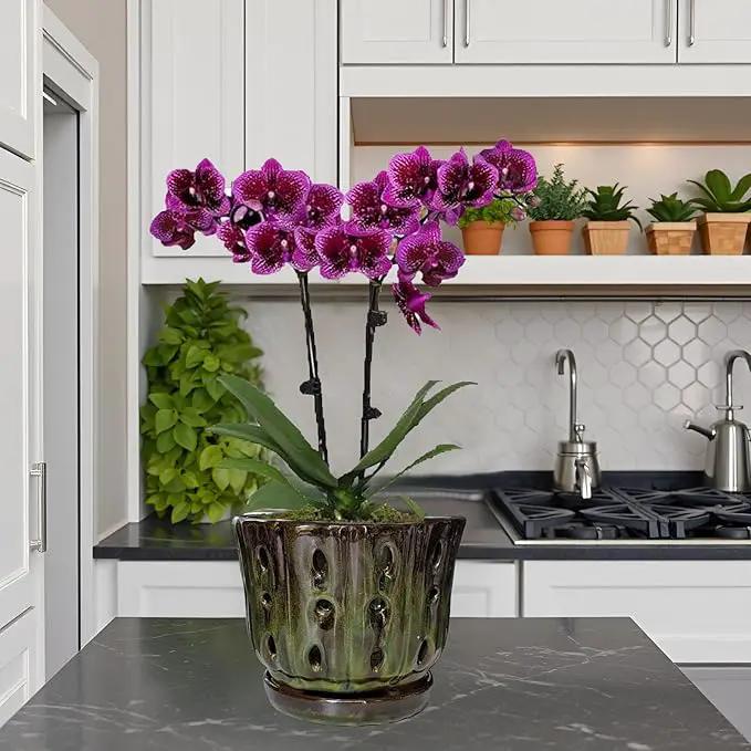Ceramic Orchid Pots with Attached Saucer and Drainage Hole 6'' Orchid Planter (mossgreen) by GreenHaven Gardens
