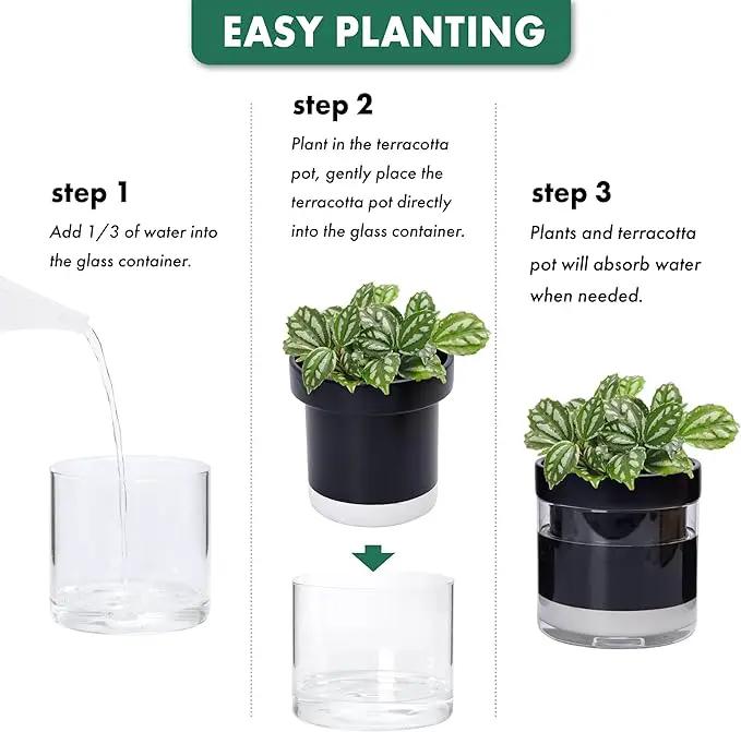 Phoenix Vine 6 Inch Self Watering Terracotta Planter, Black Terracotta Clay Pot with Glass Reservoir for Indoor Plants, Herbs, Flowers, Set of 1, 52-C-F-1 by GreenHaven Gardens