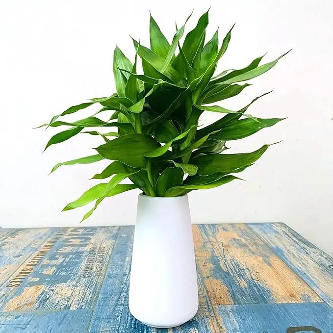 Simple Vase for Flowers Plants, Matte Vases for Modern Table Shelf Home Decor Wedding Boho Decor, 6" H Frosted Elegant Ceramic Vase for Pampas Grass Fluffy Stem Bouquet Lavender Flowers (White, 1) by GreenHaven Gardens