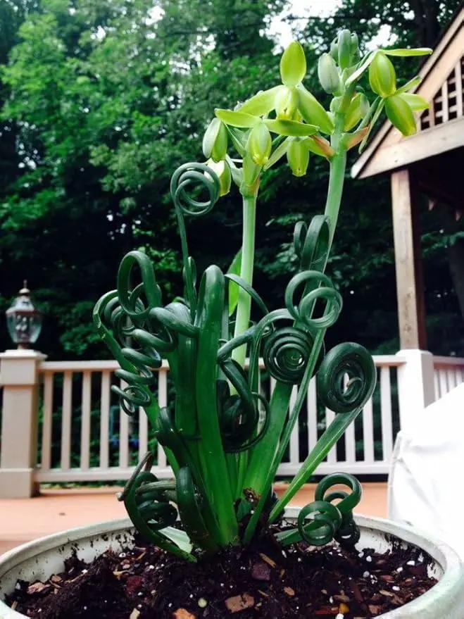Rare Frizzle Sizzle Plant - Albuca spiralis - 2 Bulbs - Succulent House Plant by GreenHaven Gardens