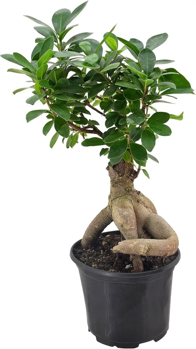 Arcadia Garden Products LV62 Ginseng Ficus Live Indoor Bonsai Plant in 6 in. Plastic Grower Pot, 6 Inch, Green *Sold by Amazon and Arcadia Garden Products* by GreenHaven Gardens