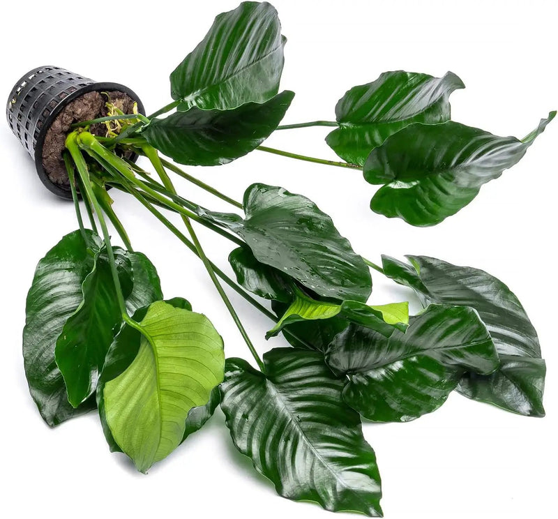 Anubias Live Aquarium Plants - Potted Freshwater Plant for Fish Tanks, Terrariums - Beginner Friendly Low Light (Barteri Broad Leaf, Mother Plant) by GreenHaven Gardens