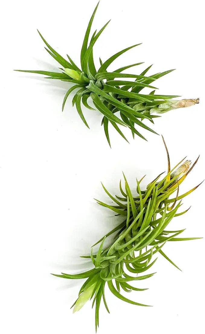 Live Air Plants – Tillandsia Araujei, Large 5” – 2ct – Live Arrival Guaranteed – House Plants for Home Décor & Gift by GreenHaven Gardens