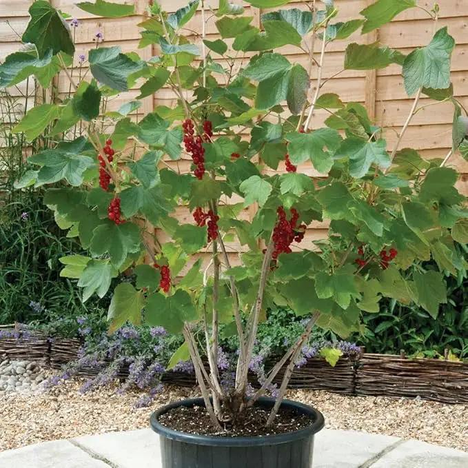 Premium Currant Plant Potting Soil Mix - Optimal Nutrient-Rich Blend for Thriving and Juicy Currants - 2 Quart by GreenHaven Gardens