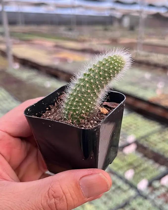 Rare Cactus Plants, 2" Monkey Tail Cactus, Live Succulent Cacti Plants Fully Rooted in Grower Pots, Easy Care House Plant by GreenHaven Gardens