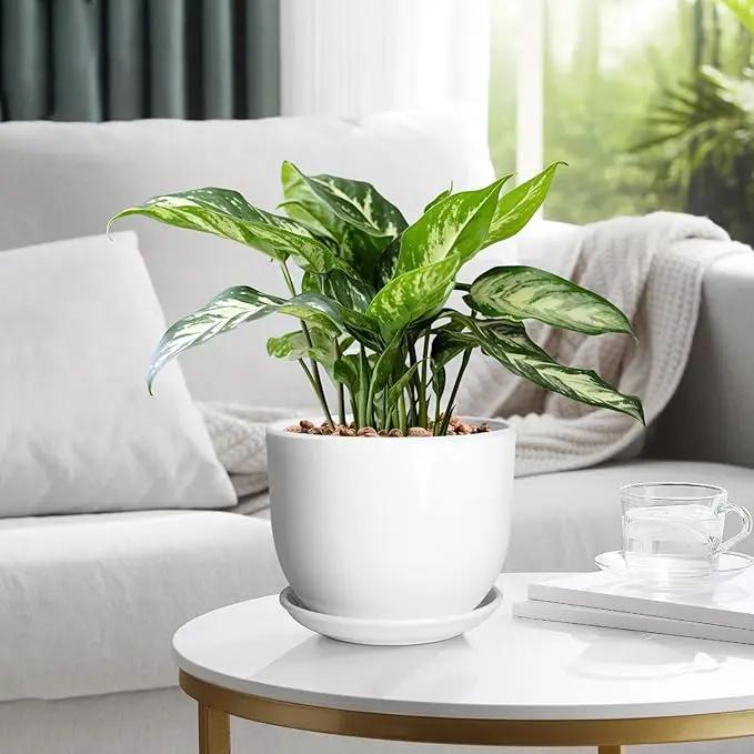 8 Inch Ceramic Planter, Plant Pots with Drainage Hole and Separable Saucer,Indoor-Outdoor Round Succulent Orchid Flower Pot,Indoor pots for Plants(Smooth White,Plant Pot only) by GreenHaven Gardens