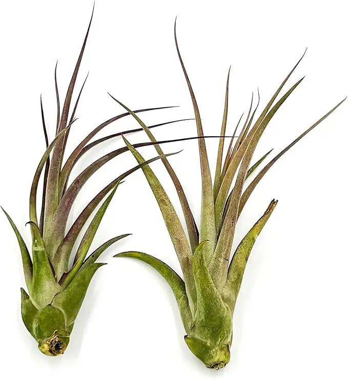 Live Air Plant – Tillandsia Capiput, Jumbo 6-9” - 5 ct - Live Arrival Guaranteed - House Plants for Home Decor & Gift by GreenHaven Gardens