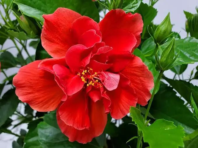 Hibiscus Plant Live - Double Red Hibiscus Bush - Flowering Plants - Red - Overall Height 26" to 28" - Tropical Plants of Florida (Plant Only) by GreenHaven Gardens