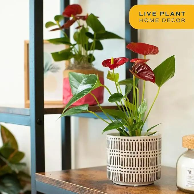 Costa Farms Anthurium Plant, Live Indoor Houseplant with Red Flowers, Easy Grow Flowering House Plant in Cute Décor Pot, Birthday, Housewarming, Get Well Soon, Home, Room, Office Décor, 12-Inches Tall by GreenHaven Gardens