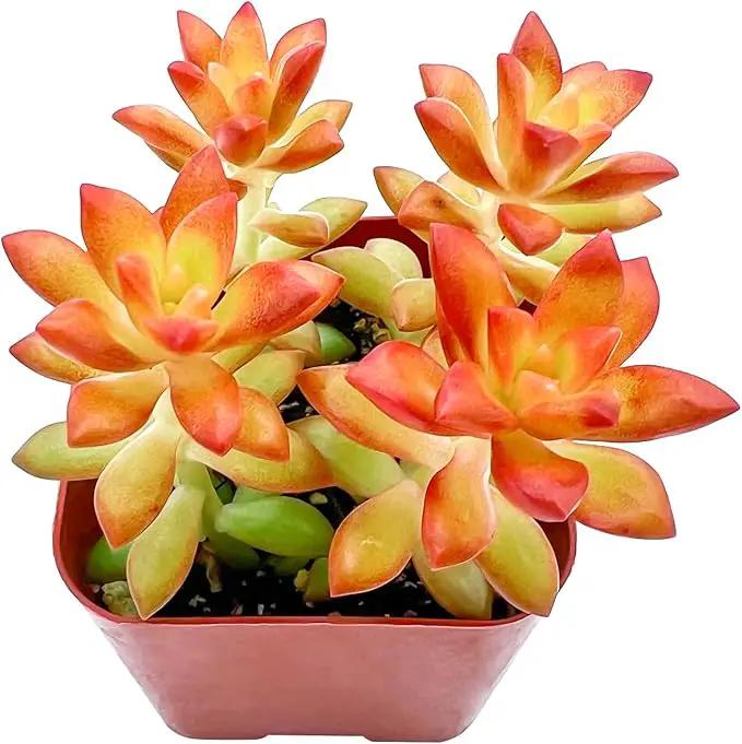 2" Live Succulent 'Sedum adolphii Shooting Stars', Rare Succulent Plants Fully Rooted in Pots, Unique House Plant for DIY, Party Favor, Home Office Decoration by GreenHaven Gardens
