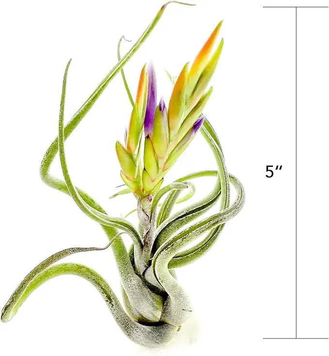 Air Plants - Flowering Tillandsia Caput Medusae, Large 5-7" - 2ct - Live Arrival Guaranteed - House Plants for Home Decor & Gift by GreenHaven Gardens